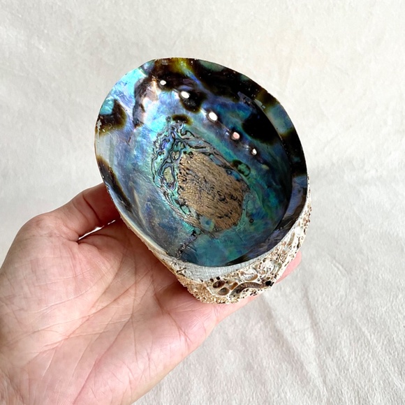 Large Abalone Shell Vessel - Picture 10 of 11